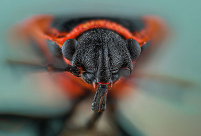 Close-up of insect on red flower