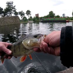 Close-up of hand holding fish by river against sky