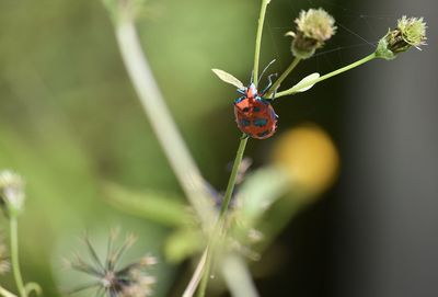Close-up of ladybug on plant