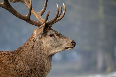 Close-up of deer looking away