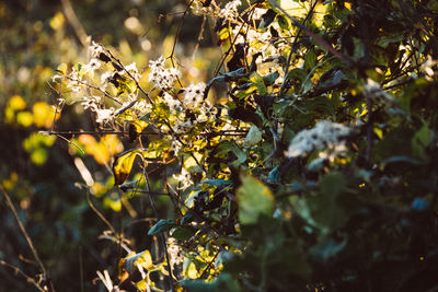 Leaves on tree