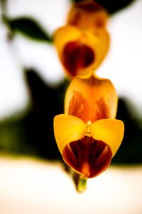 Close-up of yellow flower