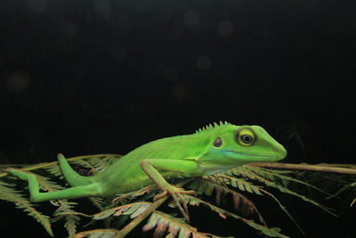 Close-up of green lizard