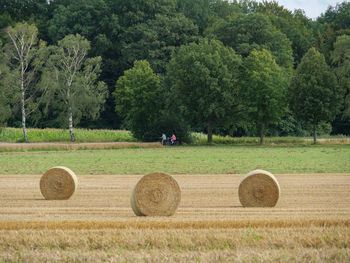 Fields and meadows near winterswijk in the netherlands