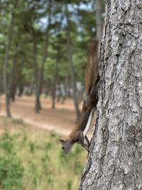 Close-up of squirrel on tree trunk