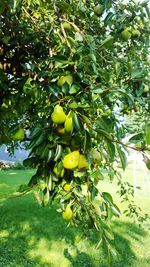 Close-up of fruits growing on tree