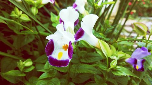 Close-up of purple flowering plant