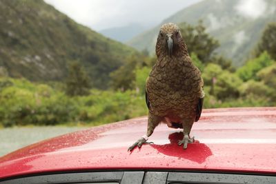 Bird perching on a car