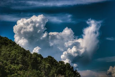 Low angle view of trees against sky