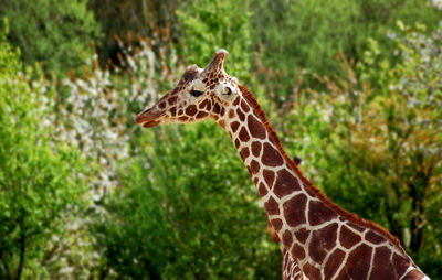 Close-up of giraffe