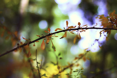 Close-up of barbed wire on plant