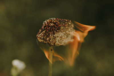 Dandelion on fire