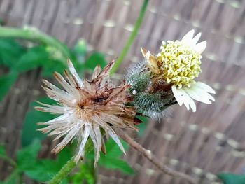 Close-up of wilted flower on plant