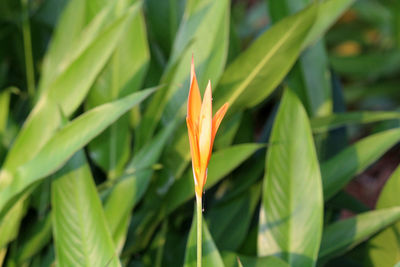 Close-up of orange leaf on plant