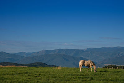 Horse standing in a field