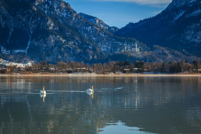 Birds in lake with mountains in background