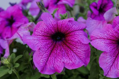 Close-up of purple flowers blooming outdoors