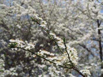 Close-up of cherry blossoms in spring