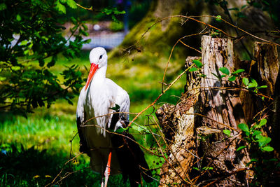 Bird perching on a tree