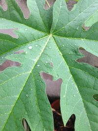 Close-up of fresh green leaves