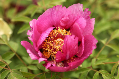 Close-up of pink flower