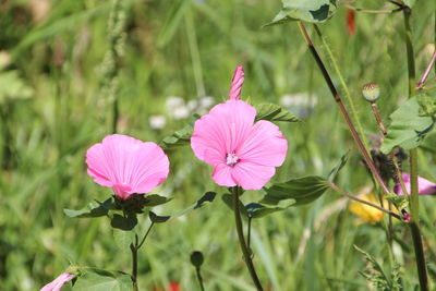 Close-up of pink hibiscus flowers blooming outdoors