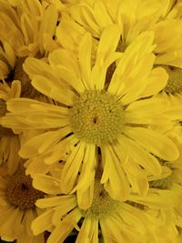 Full frame shot of yellow flower