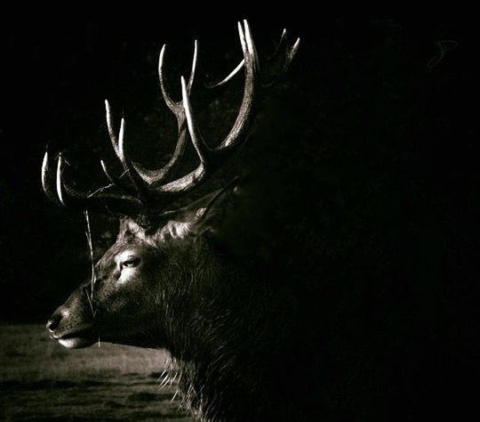 antler, one animal, animal wildlife, deer, taxidermy, stag, moose, reindeer, no people, animals in the wild, animal themes, black background, outdoors, nature, close-up, mammal, day