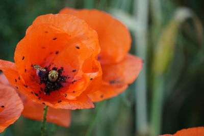 Close-up of bee on flower