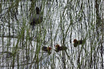 Birds swimming in lake