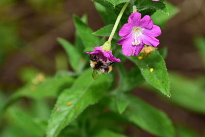 Close-up of bee on flower