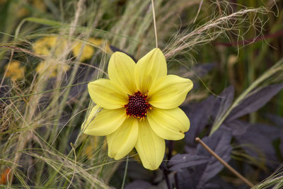 Close-up of yellow flower