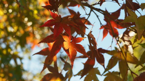 Close-up of maple tree during autumn