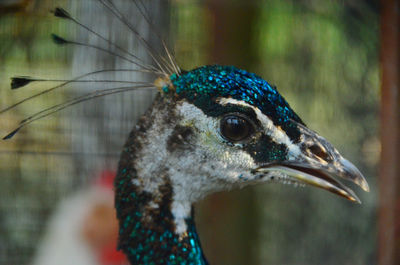 Close-up of a peacock