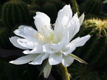 Close-up of white flower blooming outdoors