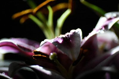 Close-up of pink flower