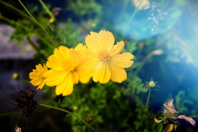 Close-up of yellow flowers blooming outdoors