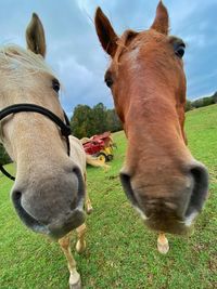 View of two horses on field