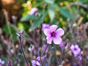 Close-up of pink flowering plant