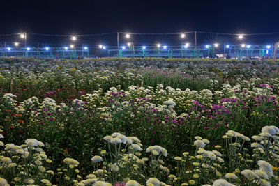 View of flowering plants on land