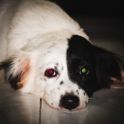 Close-up portrait of dog