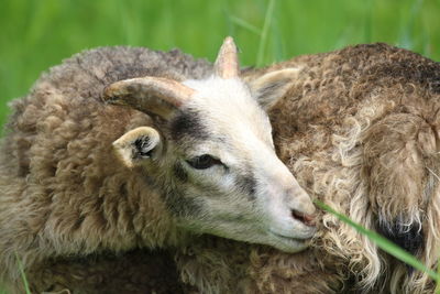 Close-up of sheep sitting on field