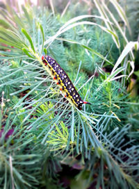 Close-up of insect on plant