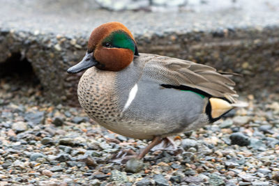 Close-up of duck