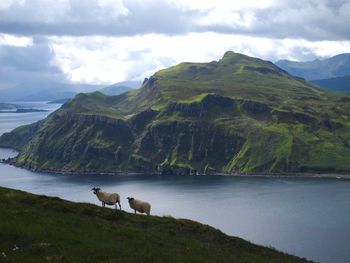 Two sheep walki my along a ridge in scotland with water and a mountain in the background