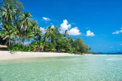 Scenic view of palm trees on beach against blue sky