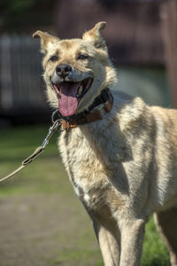 Close-up of a dog