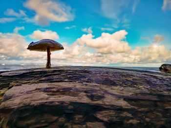 Close-up of mushroom on rock against sky
