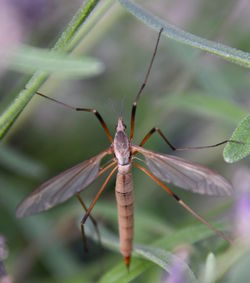 Close-up of insect