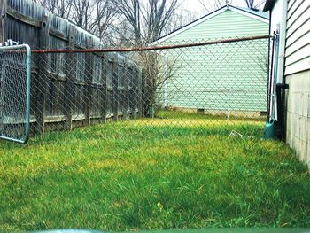 Plants growing in lawn